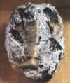 leukofan_1.JPG (103819 byte)